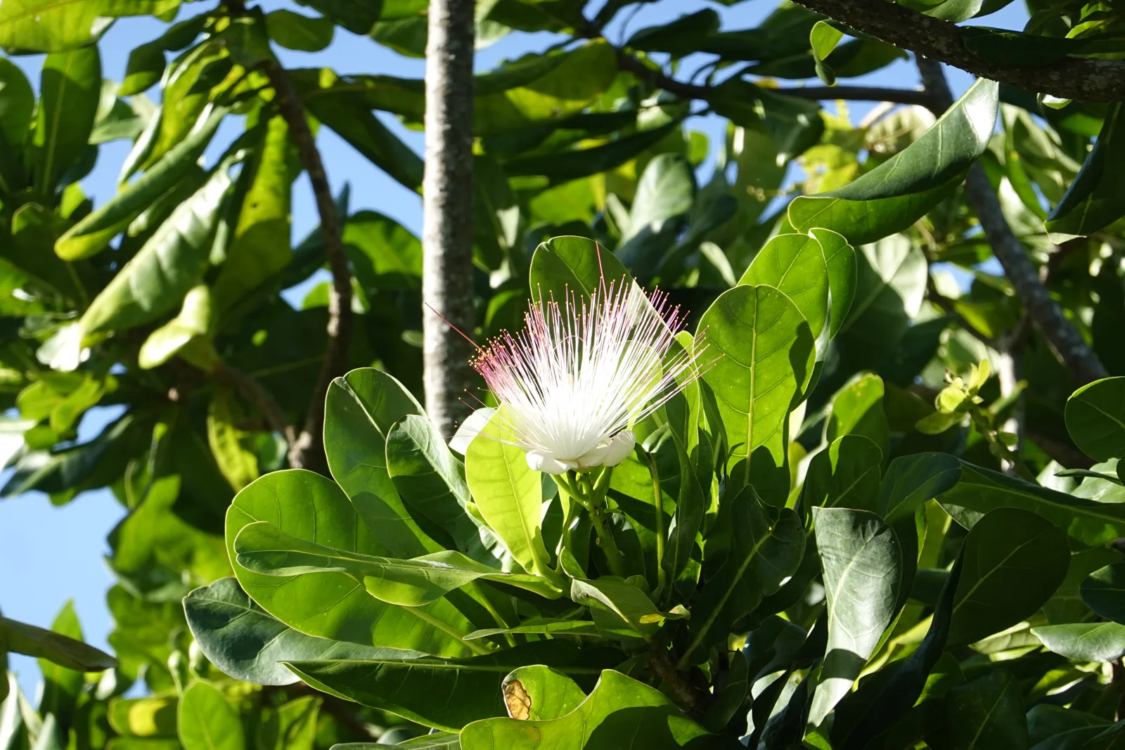 ケアンズ・エスプラネード沿いで見かけた白とピンクの南国の花