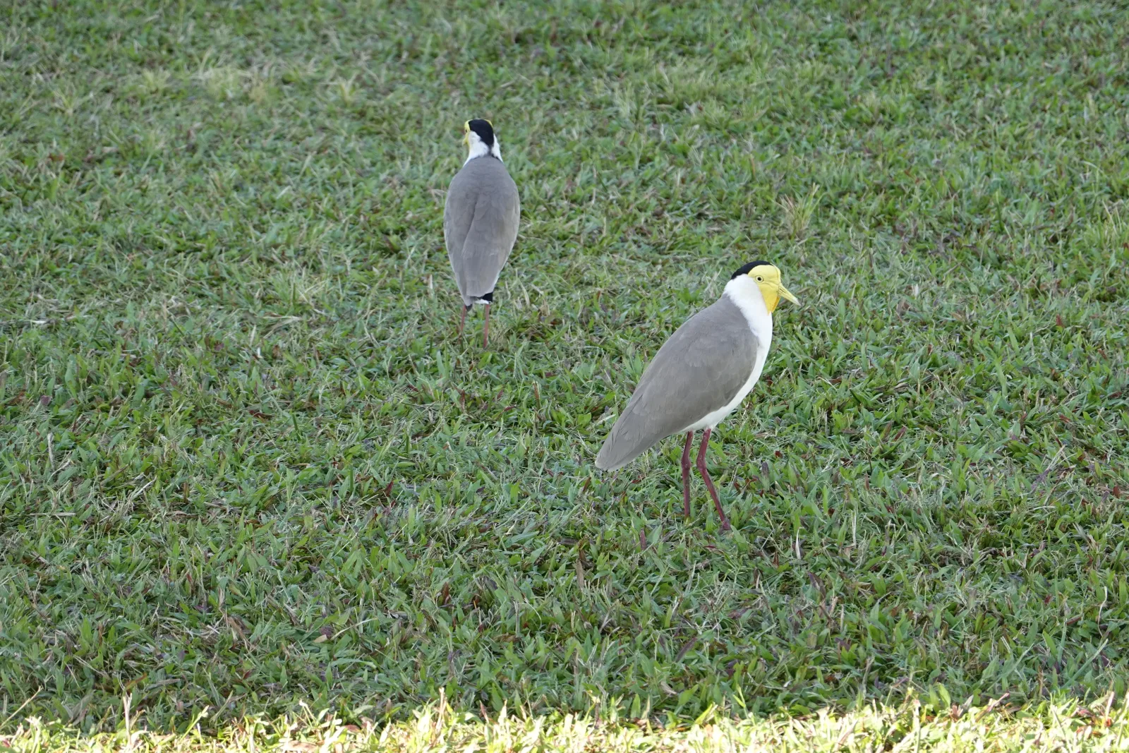 ケアンズ・エスプラネードの芝生を歩く野鳥