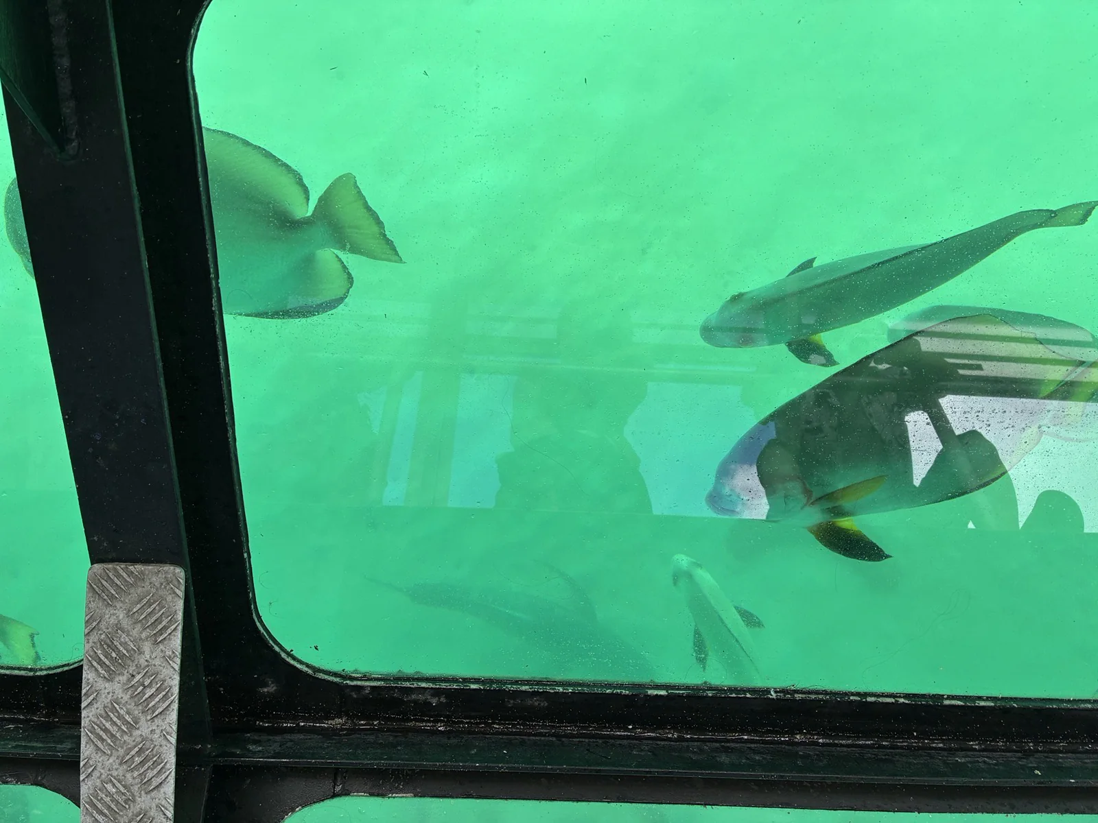 グラスボトムボートから見たグリーン島のサンゴ礁と魚