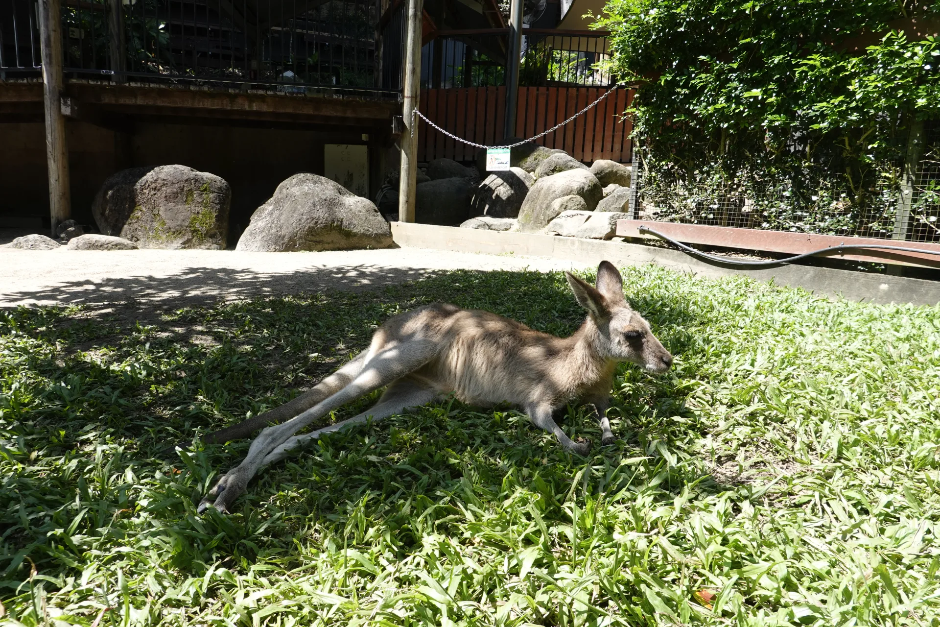 キュランダ・コアラ・ガーデンズで見たカンガルー