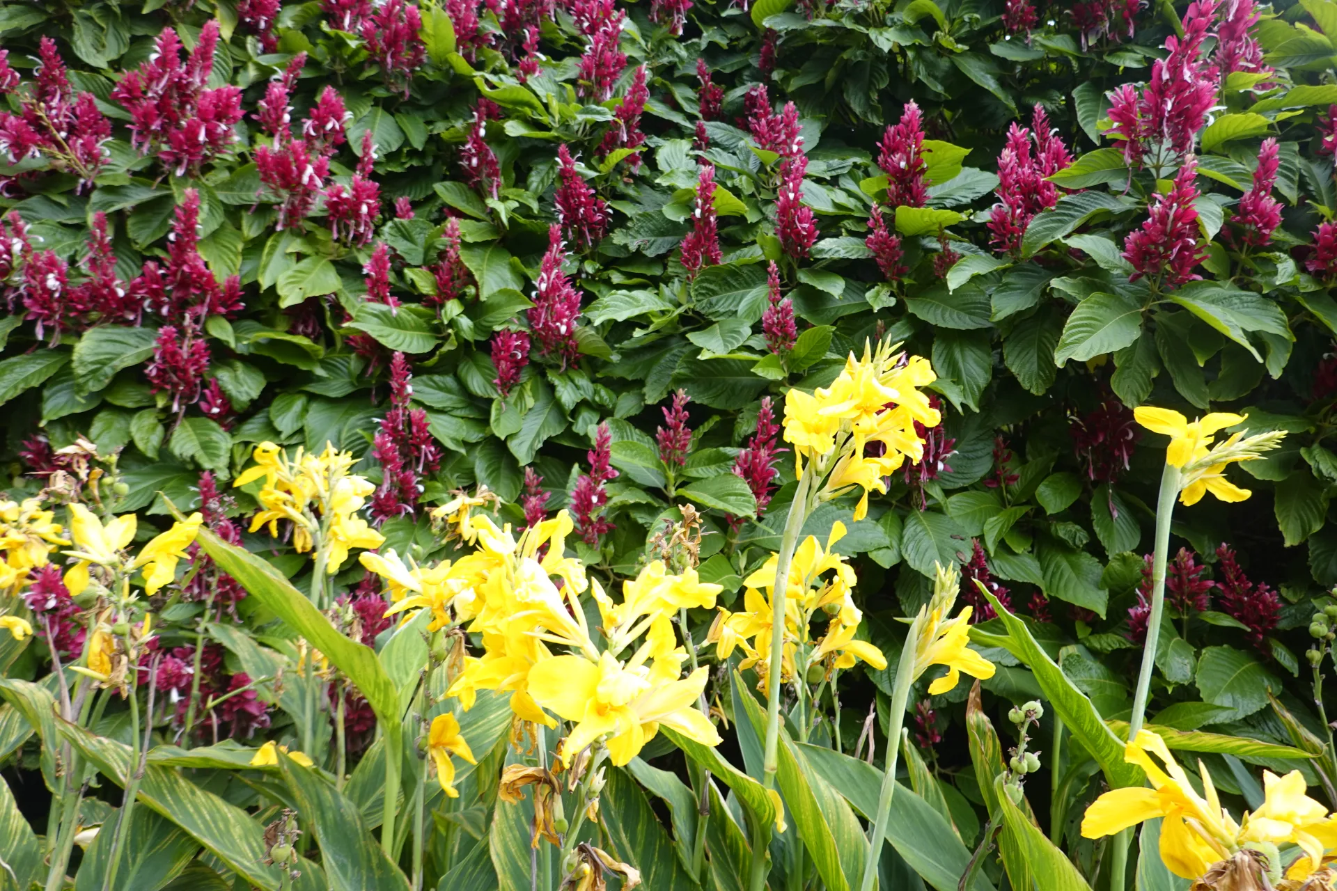 シドニー王立植物園の花壇に咲く黄色と濃い赤色の花