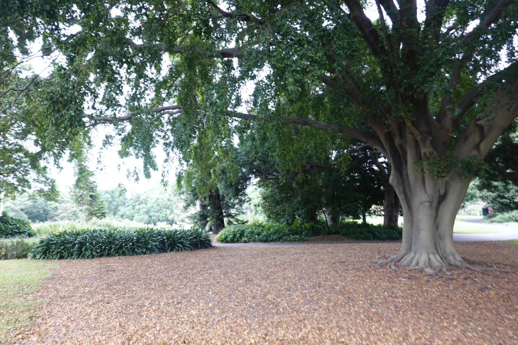 シドニー王立植物園の園路を覆うように枝を伸ばす大木