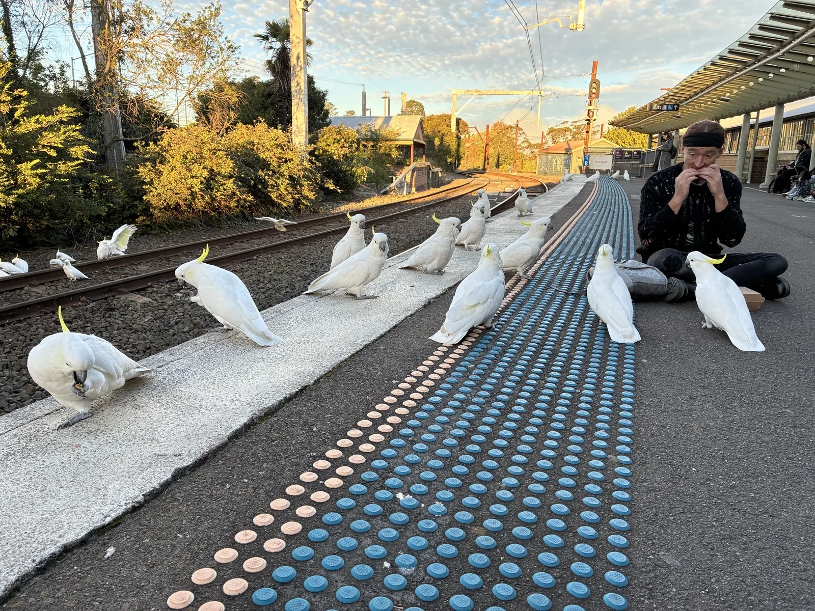 夕方のカトゥーンバ駅ホームに集まったキバタン